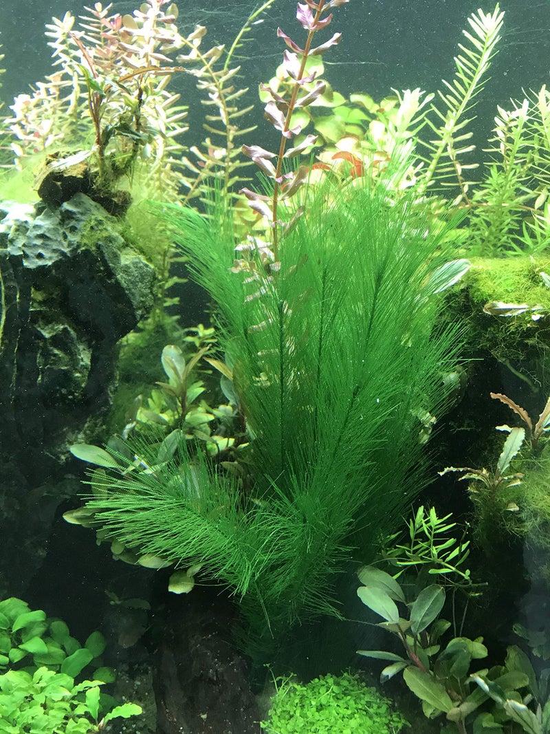 BEGONDIS Aquarium Decorations 5Pcs Fish Tank Artificial Green Water Plants Made of Silk Fabrics Plastic - Image 5